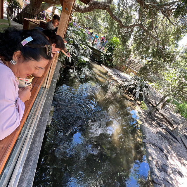 Alligator 🐊 Farm at St Augustine establish 1800