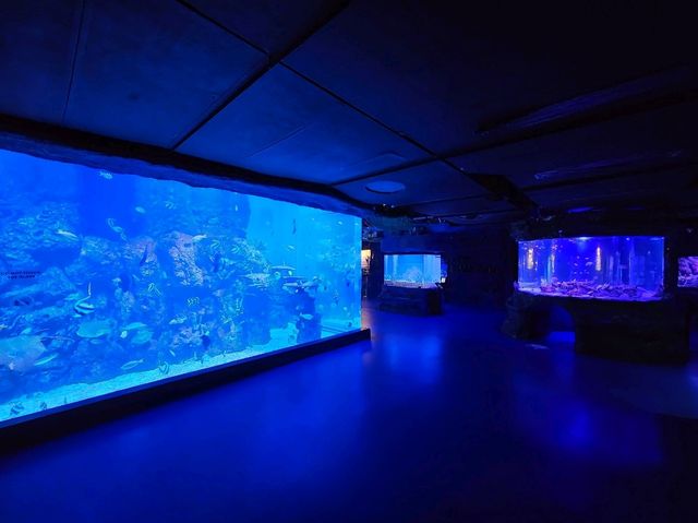 雅加達大型Mall內水族館