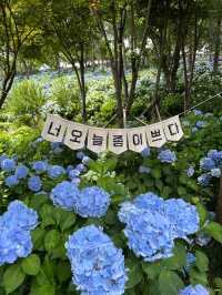 울산 수국축제 명소🌸 장생포고래마을 수국정원