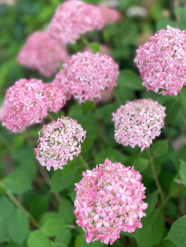 一度は行きたい☺️💠紫陽花の名所💠京都・三室戸寺
