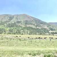 【島根】三瓶山