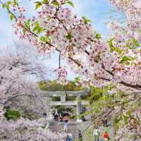 福岡 西公園櫻花之旅