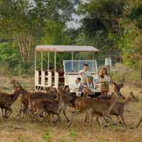  Cervidae trang