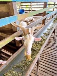 A Fun Day at BSL Ecofarm