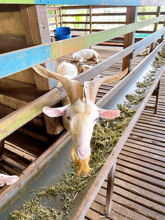 A Fun Day at BSL Ecofarm