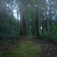 滝山に鎮座する苔むすの神社