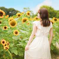 この夏行きたい！ひまわり畑🌻