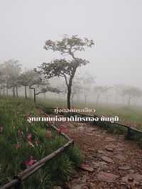 ทุ่งดอกกระเจียว อุทยานแห่งชาติไทรทอง ชัยภูมิ