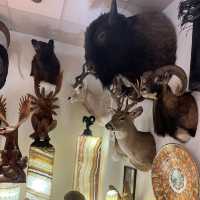 Exotic shopping at Alaska Ketchikan Creek St 🇺🇸 