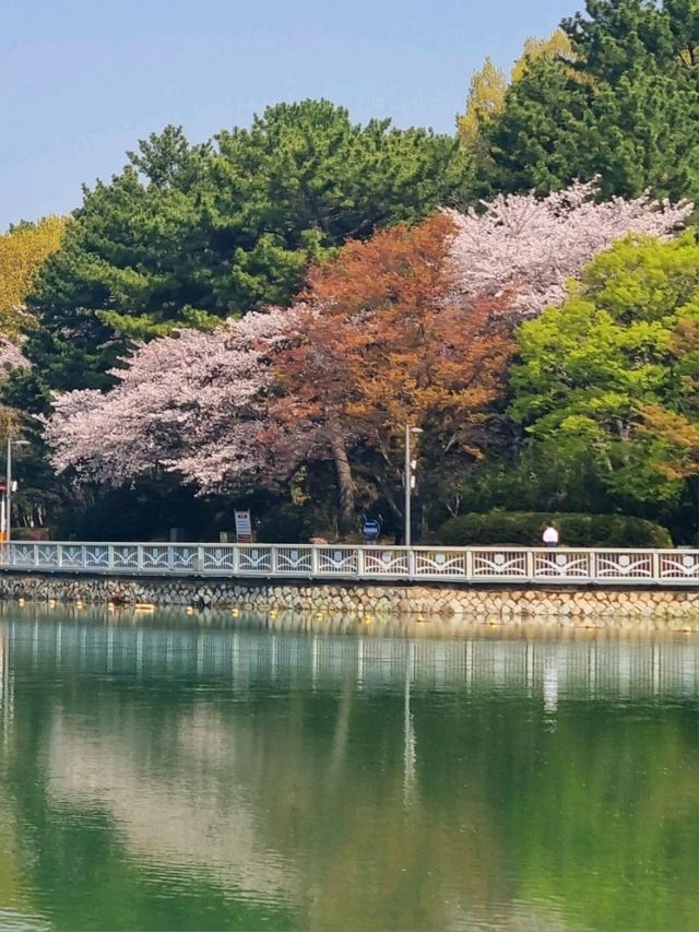 아름다운 벚꽃뷰 공원나들이