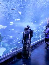 พาไปชมโลกใต้ท้องทะเลที่ Aquaria Phuket 🐧🐠