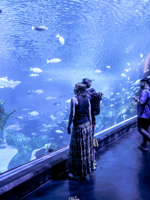 พาไปชมโลกใต้ท้องทะเลที่ Aquaria Phuket 🐧🐠