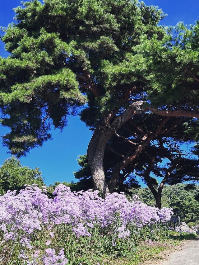 개미취 🌺🪻🌼🌸축제 여행 계획할때에요~ 