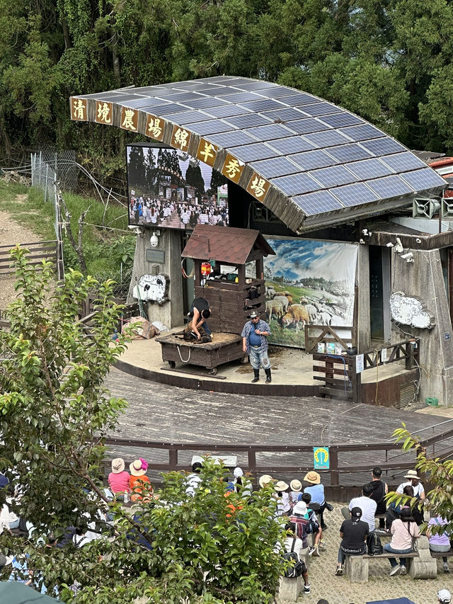 清境農場🐑⛰️：山景美，春秋遊最佳