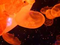 부산 여행 필수코스! : 🐠씨라이프부산아쿠아리움