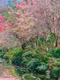 【雲南豐澤植物園】春日追花好去處🔥🔥，5-10月賞海菜花🏖️