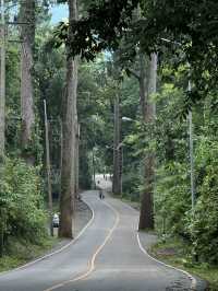 ถนนต้นยาง | เชียงดาว 🛻🛣️🌳🍃
