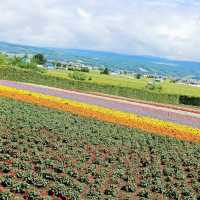 Lavender 🪻 field in Hokkaido!!