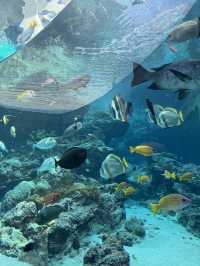 沖繩美麗海水族館遊玩攻略