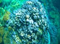 รีวิว ดำน้ำตื้นเกาะหลีเป๊ะ โซนใน 🐠
