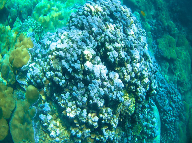รีวิว ดำน้ำตื้นเกาะหลีเป๊ะ โซนใน 🐠
