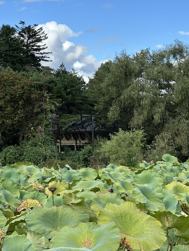 초록 빛깔, 그린 힐링을 하실 수 있는 🧘‍♂️사색하기 좋은 연꽃 정원 실외데이트💚