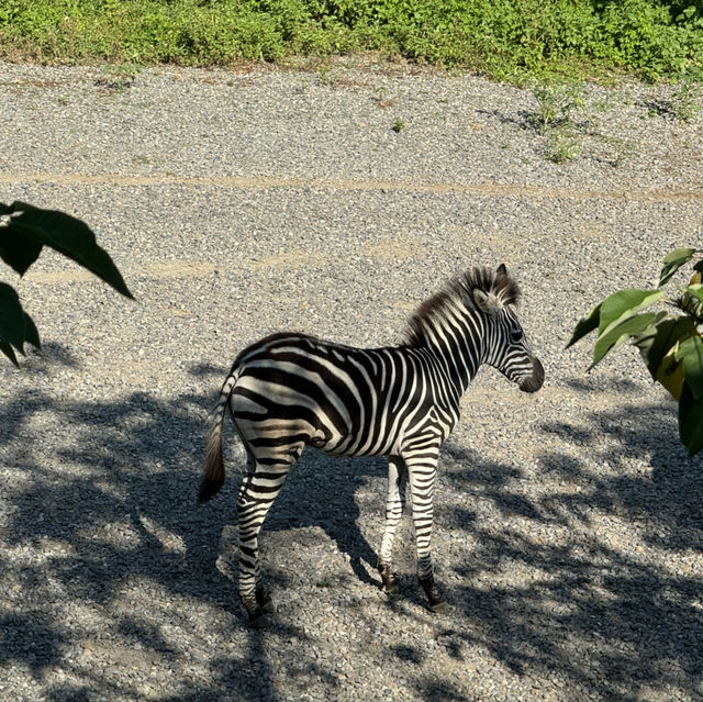 台北市立動物園