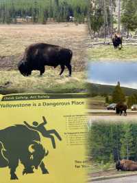 Exploring Yellowstone National Park:Geysers, Wildlife, and a Stay at Old Faithful Inn