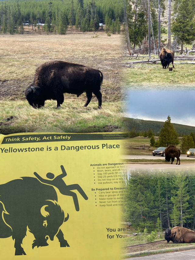 Exploring Yellowstone National Park:Geysers, Wildlife, and a Stay at Old Faithful Inn