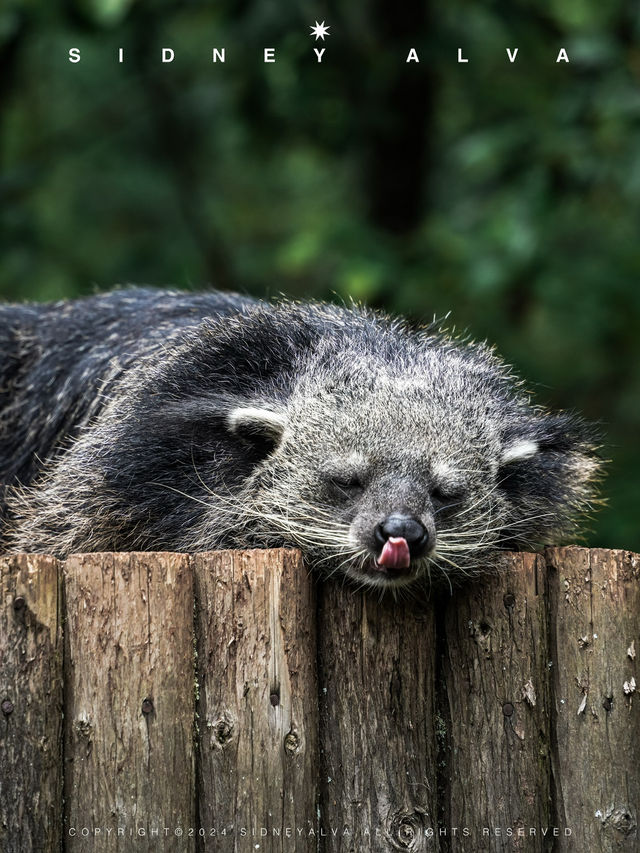 到動物園去班味，拯救不開心🦝🦒🦓🐅🦧