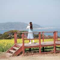 福岡｜能古島賞花遊🌼