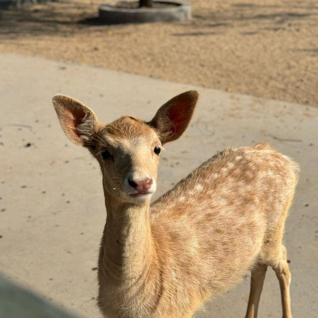 Linton Zoo：動物界的搞笑明星大聚會 🦁🎉