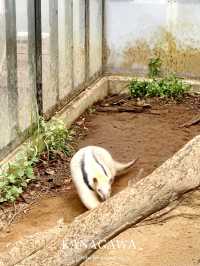 横浜にありながら無料の動物園【神奈川/桜木町】