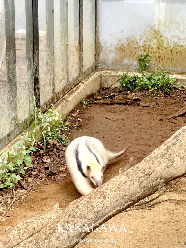 横浜にありながら無料の動物園【神奈川/桜木町】