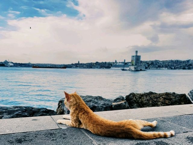 土耳其🇹🇷】伊斯坦布爾：City walk漫遊當地居民區，感受古老文明的魅力和韻味