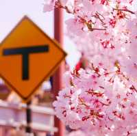 【長野/伊那】絶景の桜！高遠城址公園