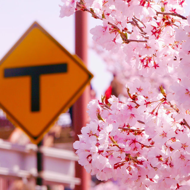 【長野/伊那】絶景の桜！高遠城址公園