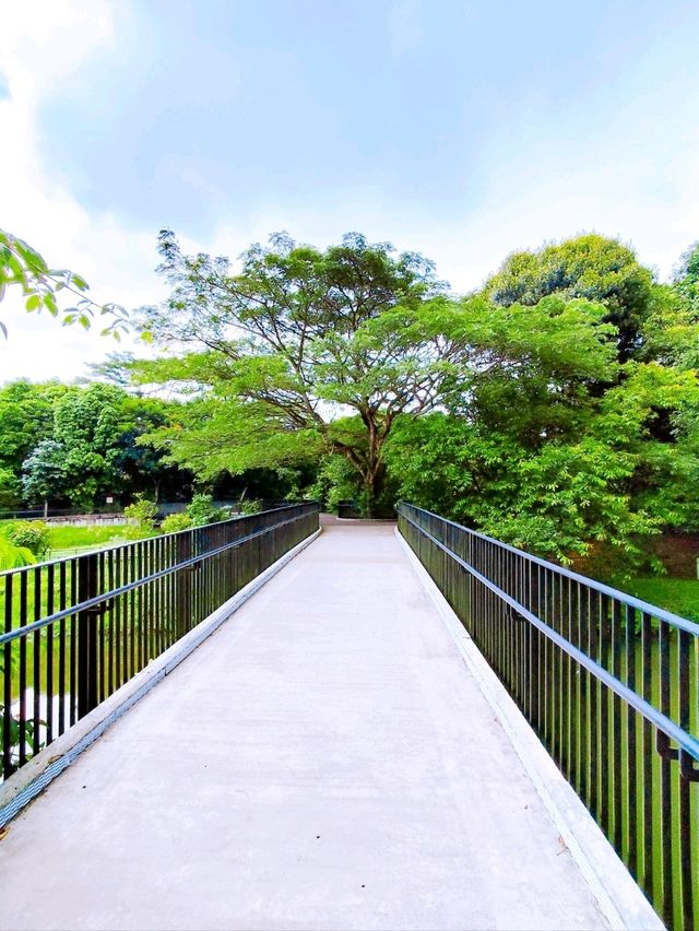 Relaxing Walk at Springleaf Nature Park