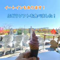 知多半島の旅　観光農園「花ひろば」