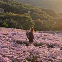 문경 가을꽃구경🌼