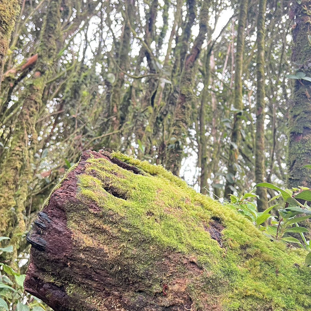 Mossy Forest