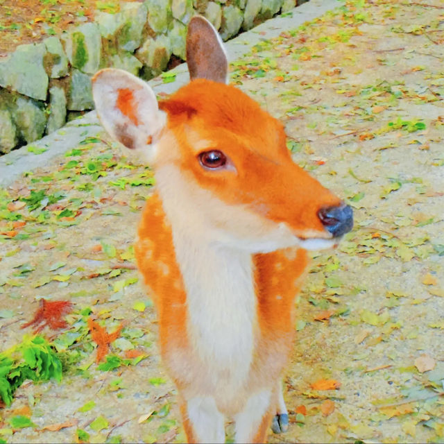 【奈良】春日神鹿とともに春日大社へ🦌⛩