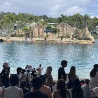 브리즈번 sea world 씨월드 펭귄 돌고래 