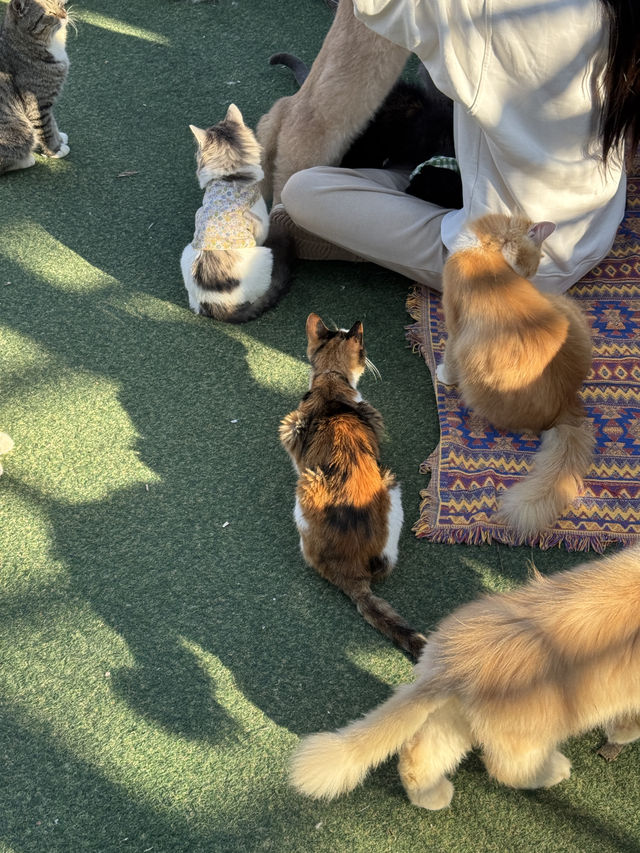 귀여운 고양이들이 100마리 넘게 모여있는곳💕