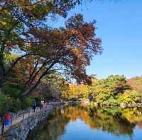 창경궁에 가을이 왔어요~!🍁