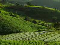 นาขั้นบันไดป่าบงเปียง เชียงใหม่🌾🌿