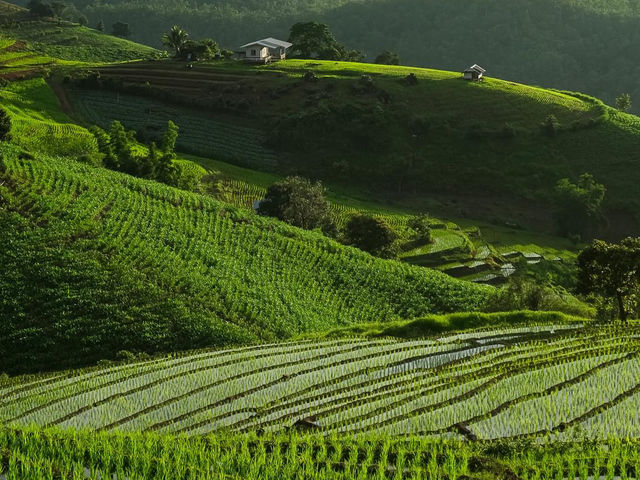 นาขั้นบันไดป่าบงเปียง เชียงใหม่🌾🌿