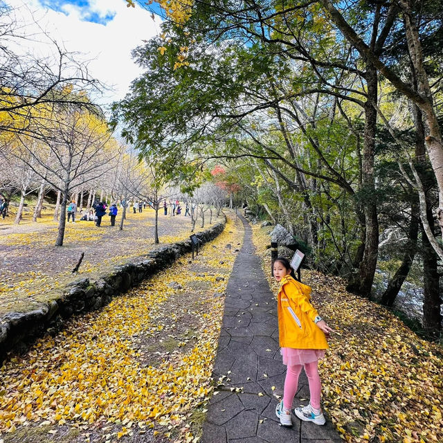 武陵農場銀杏林