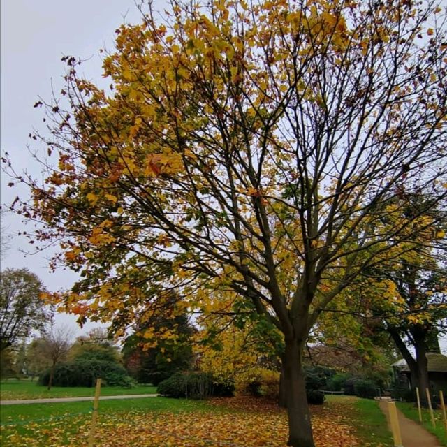 Golden Moments: Autumn in Hyde Park