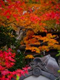 【紅葉特集】窓越しに見る紅葉🍁「そうだ 京都、行こう。」の舞台にもなった禅を感じるスポット✨